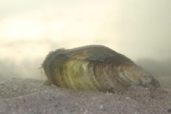 Anodonte des étangs