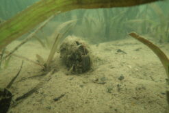 Anodonte des étangs