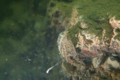 Dreissena Polymorpha