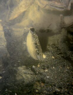 Microcondylea bonelli