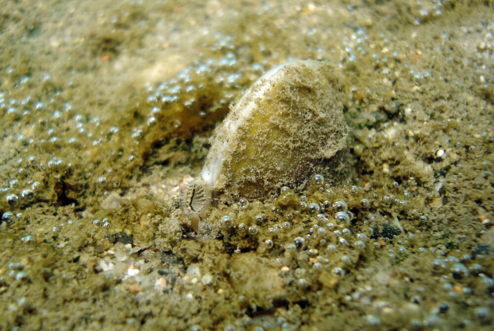 Corbicula Fluminea – Image 2