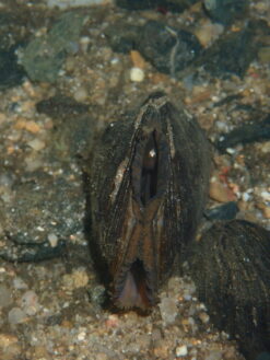 Alternative view of Mulette perlière