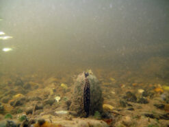 Alternative view of Grande Mulette