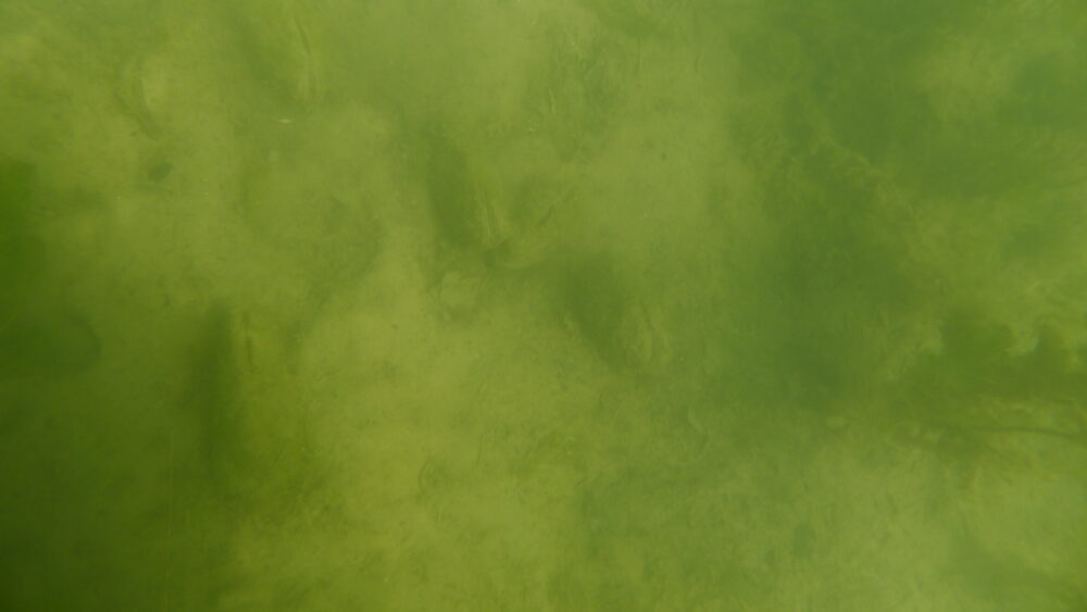 Anodonte chinoise – Image 3