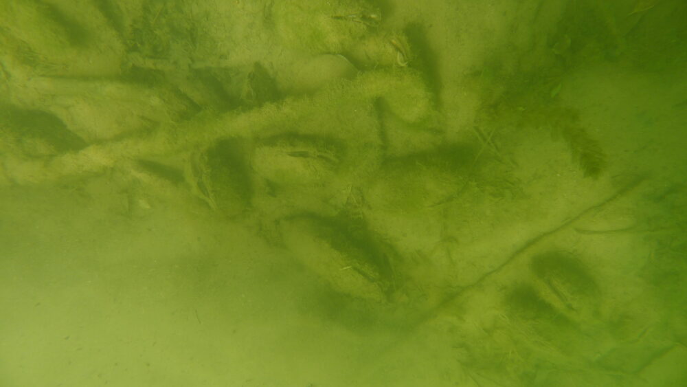 Anodonte chinoise – Image 2